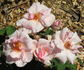 Mrs. William C. Egan rose photo