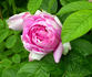 New Century rose photo