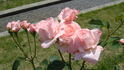 Carnet de Bal rose photo
