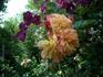 Carmencita clematis photo