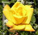 Summer Sunshine rose photo
