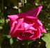 Frau Dr. Schricker rose photo