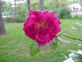 Elizabeth of Goshen rose photo