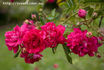 Coronation rose photo