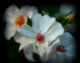Bolero rose photo