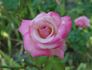 The Temptations ™ rose photo