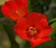 Persian Flame rose photo