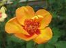 Tiger Eyes rose photo