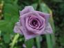 Avant Garde® rose photo