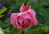 Bésame mucho rose photo