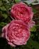 Bésame mucho rose photo