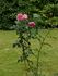 Bésame mucho rose photo