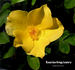 Rosarian Gregg Lowery rose photo
