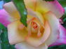 Pink Lemonade rose photo
