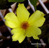 Rosarian Gregg Lowery rose photo