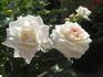 Lady Meillandina rose photo