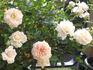 Lady Meillandina rose photo