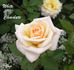 White Chocolate rose photo