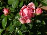 Bésame mucho rose photo