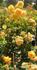 Goldener Olymp rose photo