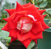 Biola Centennial rose photo