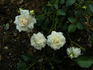 Cheek To Cheek ™ rose photo