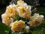 Goldener Olymp rose photo