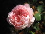 Duquesa rose photo