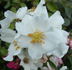 Anita Pereire ® rose photo
