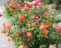 Orange Passion ™ rose photo
