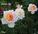Cuddle Up rose photo