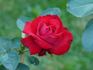 Flamme Rouge rose photo