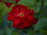 Flamme Rouge rose photo