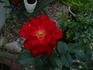 Flamme Rouge rose photo