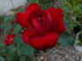 Flamme Rouge rose photo