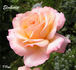 Elmhurst rose photo