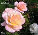Elmhurst rose photo