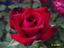 American Hero ™ rose photo