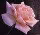 Clara rose photo