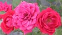 Garnette rose photo