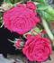 Garnette rose photo