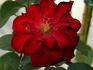 Flamme Rouge rose photo