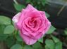 Crowd Pleaser ™ rose photo