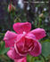 Burbank rose photo