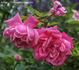 Burbank rose photo