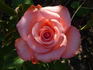 Louisiana rose photo