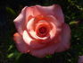 Louisiana rose photo
