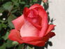 Raphaela rose photo
