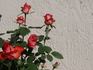 Raphaela rose photo