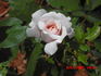 Sweet Afton (hybrid tea, Armstrong rose photo